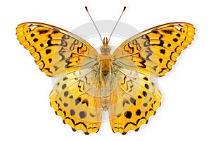 Beautiful Silver-washed Fritillary butterfly isolated on a white background with clipping path