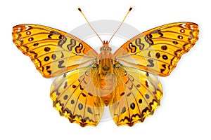 Beautiful Silver-washed Fritillary butterfly isolated on a white background with clipping path