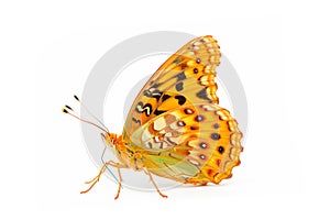 Beautiful Silver-washed Fritillary butterfly isolated on a white background. Side view