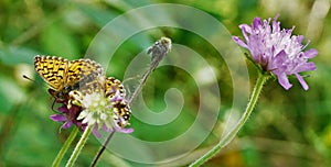 Beautiful silver-washed fritillary butterfly sitting on scabiosa blossom