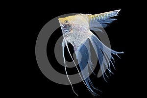 Beautiful silver white and yellow skalar or scalare or angelfish long tail swim over isolated black background. Hobby aquarium