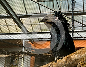 Beautiful silvery cheeked hornbill bird sitting on a branch, a tropical bird from the forests of africa with a big horned bill