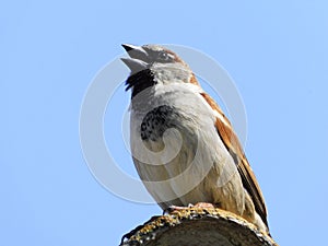 beautiful singing sparrow