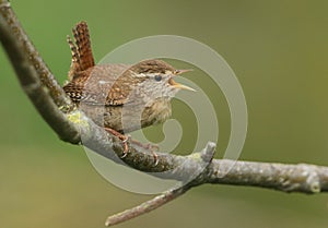 A beautiful singing Wren perched on a branch of a tree in springtime.