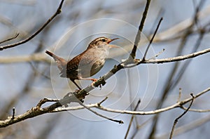 A stunning singing Wren, Troglodytes, perched on a branch of a tree.