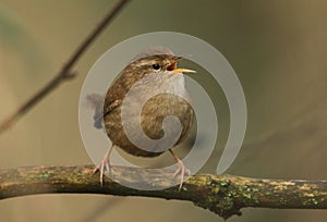 A beautiful singing Wren,Troglodytes troglodytes, perched on a branch of a tree.