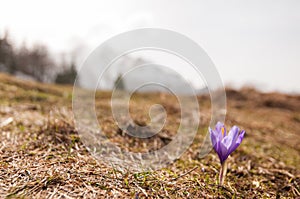 Beautiful single crocus flower in the mountains photo