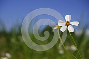 Daisy white flower bloom in nature against blue sky background