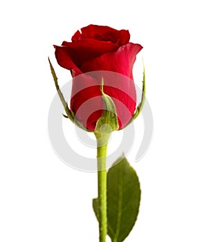 Beautiful single dark red rose bud isolated on white