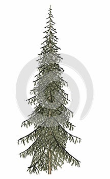 Beautiful single fir evergreen pine tree - 3D render