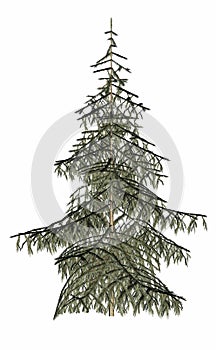 Beautiful single fir evergreen pine tree - 3D render