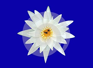 Beautiful single flower of blossom blooming lotus with white petals and yellow stamens isolated on blue background, summer flowers