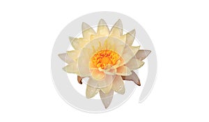 Beautiful single flower of blossom blooming lotus with white petals and yellow stamens isolated on white background, summer