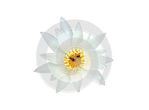 Beautiful single flower of blossom blooming lotus with white petals and yellow stamens isolated on white background, summer