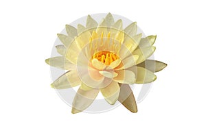 Beautiful single flower of blossom blooming lotus with white petals and yellow stamens isolated on white background, summer