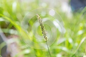 Beautiful single flower grass - Chrysopogon aciculatus or lesser spear grass in soft focus photo