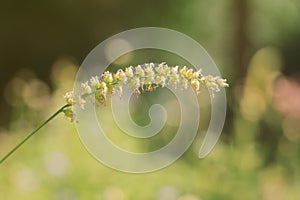 Beautiful single flower grass in vintage style