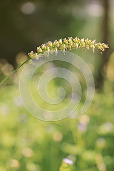 Beautiful single flower grass in vintage style