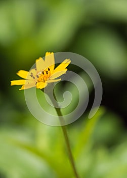 Beautiful single flower of Little Yellow Star (Melampodium divaricatum) in Tropical Forest