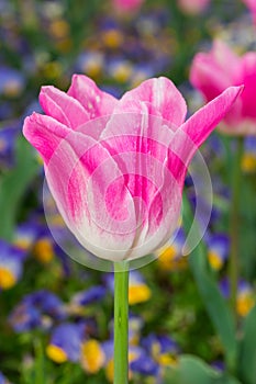 Beautiful single flower pink tulip in garden.