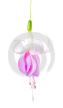 Beautiful single flower of white and lilac fuchsia is isolated o