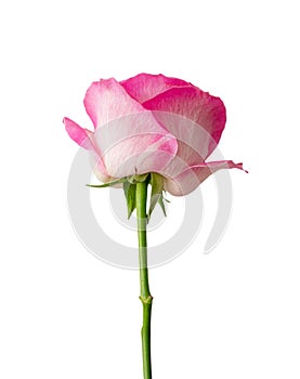 Beautiful single full bloom pink rose