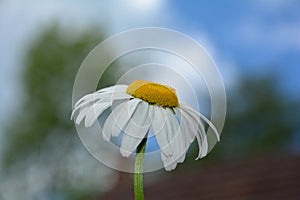 A Margerite in the sunlight with sky photo