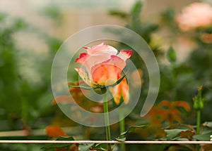 Beautiful single orange rose flower in garden greenhouse