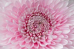 Beautiful single pink chrysanthemum, top view