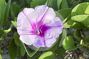 Beautiful single pink flower of goat's foot creeper or beach morning glory