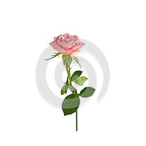 Beautiful single pink rose isolated on white background