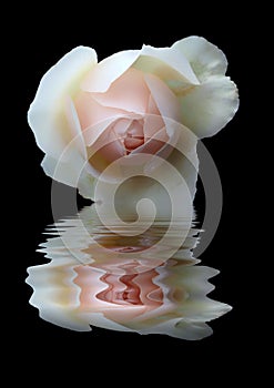 Beautiful single pink rose reflected in dark water on a black background
