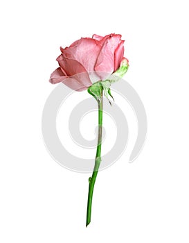 Beautiful single pink rose on white background.