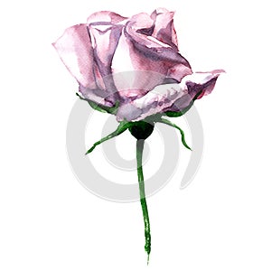 Beautiful single pink watercolor rose isolated on