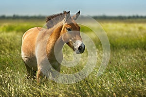 Beautiful single Przewalski`s horse in wild steppe