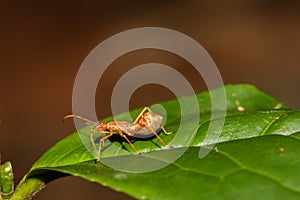Beautiful single red ant on green leaf