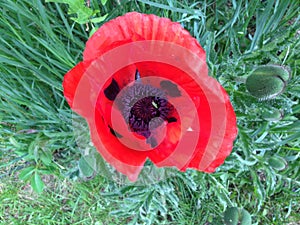 Beautiful Single Red Poppie Outdoors