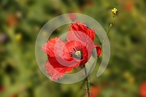 Beautiful single red Poppy flower in bloom with green plants and lavender in the background