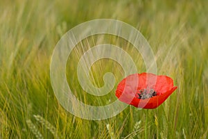 SINGLE POPPY ON GREEN BACKGROUND