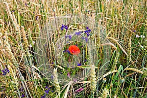 Beautiful single red poppy flower. Red poppy flower at green field. Colorful meadow.