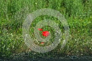 Beautiful single red poppy among thickets of green grass in the sun's rays on a clear spring day