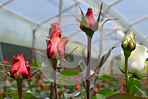 Beautiful single red rose flower in garden greenhouse in Ecuador