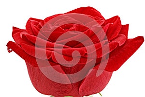 Beautiful single red rose flower. Isolated.