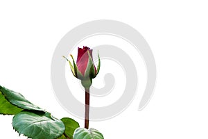 Beautiful single red rose flower on stem with leaves isolated on white background