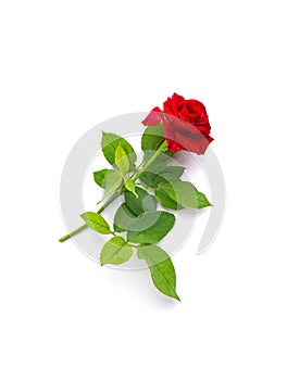 Beautiful single red rose flower on stem with leaves isolated on white background. NaturÐµ object