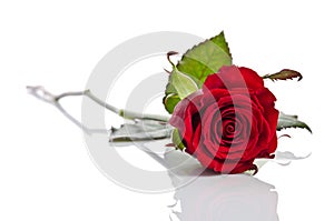 Beautiful single red rose lying down