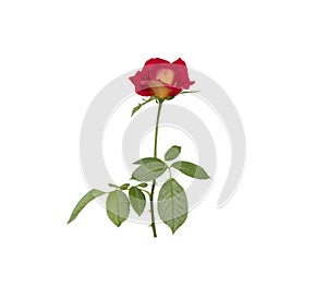 The beautiful single red rose on white backgrounds