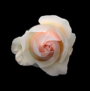 A beautiful single romantic pale pink rose with white glowing outer petals isolated on a black background