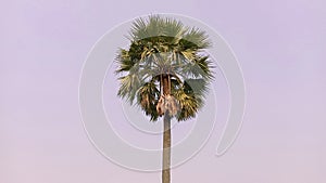 Beautiful Single Tall Palm Tree.