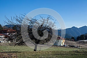 Beautiful single tree in a field, outdoors, nature`s concept, sunny day in the winter